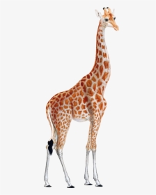 Leopard Animal Print Printing West African Giraffe - Giraffe Clipart, HD Png Download, Transparent PNG