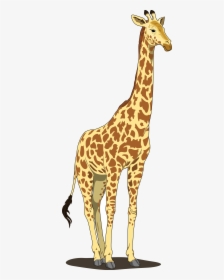 Giraffe - Giraffe Clipart Png, Transparent Png, Transparent PNG