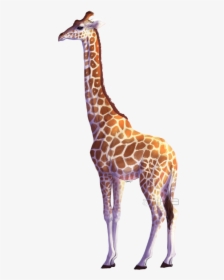 Giraffe Png, Transparent Png, Transparent PNG