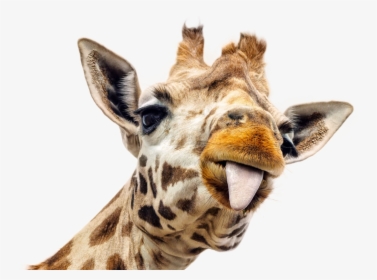 Giraffe Png Image - Funny Picture Of Giraffe, Transparent Png, Transparent PNG