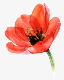 Tulip Transparent Watercolor - Floral Watercolor Tulip Clipart, HD Png Download, Transparent PNG