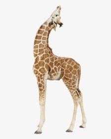 Giraffe Up - Baby Giraffe Png, Transparent Png, Transparent PNG