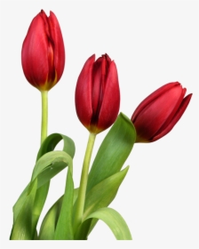 Transparent Tulips Flowers Clip - Tulips Flower White Background, HD Png Download, Transparent PNG