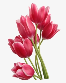 Tulip Clip Art - Red Transparent Background Tulips Transparent, HD Png Download, Transparent PNG