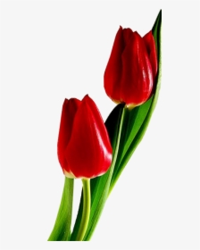 Red Tulips, HD Png Download, Transparent PNG