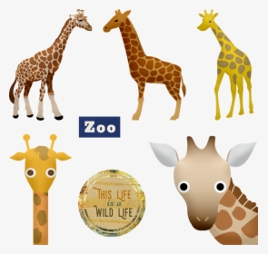 Giraffe, Zoo, Animals, Head, Cute, Funny, Mammal - キリン イラスト, HD Png Download, Transparent PNG