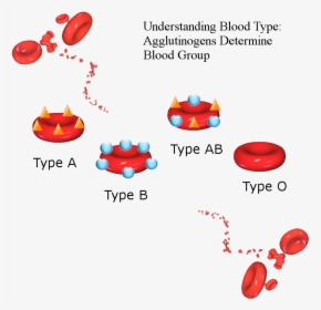 Surface Of Red Blood Cells Antigens, HD Png Download, Transparent PNG