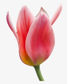 Tulip Flower Free Png Transparent Images Free Download - Tulipano Png, Png Download, Transparent PNG
