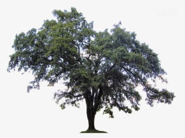 Transparent Live Oak Clipart - Oak Trees With Spanish Moss Png, Png Download, Transparent PNG