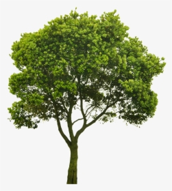 Transparent Elm Tree Png - Tree Png For Architect, Png Download, Transparent PNG