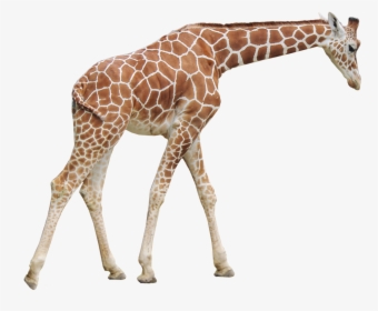 Giraffe Png Picture - Giraffe Png, Transparent Png, Transparent PNG
