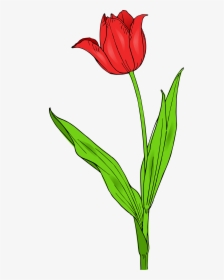 Tulip Images Clip Art - Tulip Clip Art, HD Png Download, Transparent PNG