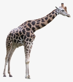 Giraffe Free Png Image Download - Giraffe Transparent Background, Png Download, Transparent PNG