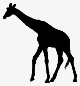 Silhouette Clip Art - Giraffe Silhouette No Background, HD Png Download, Transparent PNG