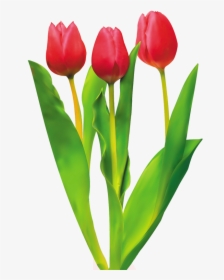 Tulip Cut Flowers Red - Caracteristicas Del Tulipan, HD Png Download, Transparent PNG