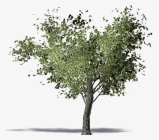 Twig American Elm Olive Tree Computer-aided Design - Olive Tree 3d Png, Transparent Png, Transparent PNG