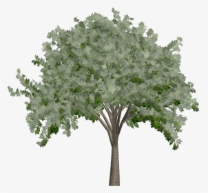 Elm Tree - Oak - Plane-tree Family, HD Png Download, Transparent PNG