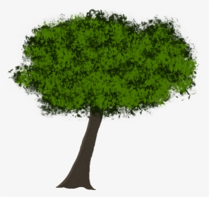Transparent Tree Roots Silhouette Png - Elm, Png Download, Transparent PNG