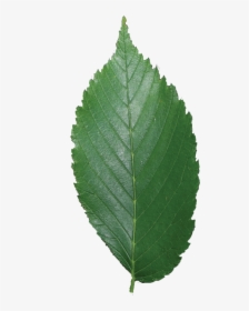 Secret Tree Pinterest By - Elm Tree Leaf Png, Transparent Png, Transparent PNG