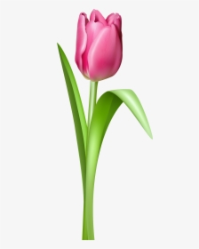 Pink Tulip Transparent Png Clipart Picture - Tulip Flower Png, Png Download, Transparent PNG
