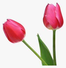 Best Free Tulip Icon Clipart - Tulips With No Background, HD Png Download, Transparent PNG