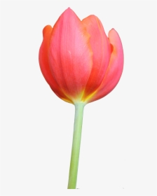 Clipart Tulips, HD Png Download, Transparent PNG