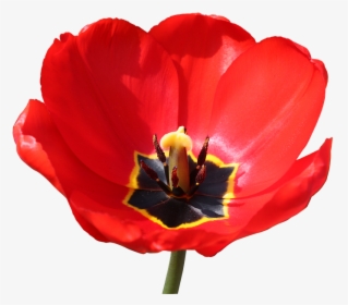 Red Stamp Png - Red Close Up Of A Open Tulpen, Transparent Png, Transparent PNG
