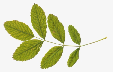 Green Twenty Two Isolated - Leaves With Stem Png, Transparent Png, Transparent PNG