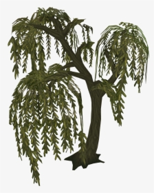 Willow Tree Runescape, HD Png Download, Transparent PNG