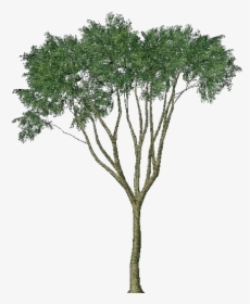 3d Trees - Country Elm - Acca Software - Pond Pine, HD Png Download, Transparent PNG