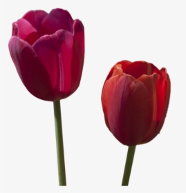 Tulipanes Rojos Pintados En Oleo En Grande, HD Png Download, Transparent PNG