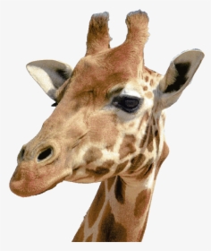 Side View Giraffe Head, HD Png Download, Transparent PNG
