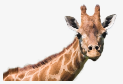 Giraffe Png Image - Animal Gifts, Transparent Png, Transparent PNG