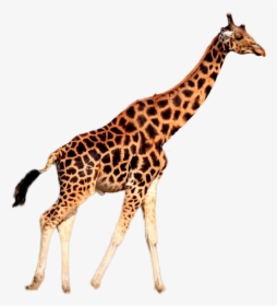 Giraffe Png Image - Giraffe Wearing A Tie, Transparent Png, Transparent PNG