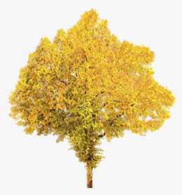 Fall Tree Portable Network Graphics Clip Art Autumn - Fall Tree Transparent Background, HD Png Download, Transparent PNG