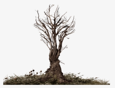Roots Tree Png Clipart - Root Png, Transparent Png, Transparent PNG