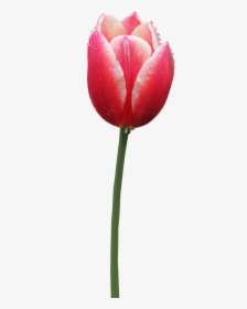 Tulip - Tulip Png, Transparent Png, Transparent PNG