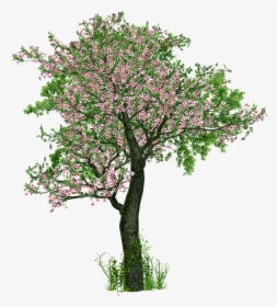 Tree, Deciduous Tree, Flowers, Grass, Digital Art - Trees With Flowers Png, Transparent Png, Transparent PNG