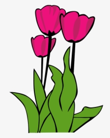 Tulip Clipart Kid - Tulip Clip Art, HD Png Download, Transparent PNG