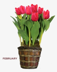 Transparent Red Tulip Png - Yellow Tulips, Png Download, Transparent PNG