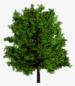 Green Tree Png, Transparent Png, Transparent PNG