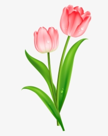 Red Tulips Clipart - Single Pink Tulips Flowers, HD Png Download, Transparent PNG
