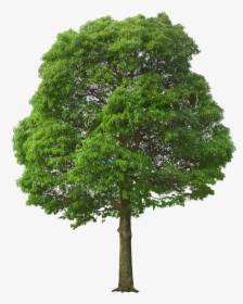 California Sycamore Png - Tree Png, Transparent Png, Transparent PNG