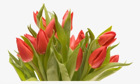 Flower,flowering Plant,plant,tulipa Humilis,tulip,lady, HD Png Download, Transparent PNG