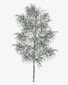 3d Trees - Elm - Acca Software - 3d Trees Png Black And White, Transparent Png, Transparent PNG