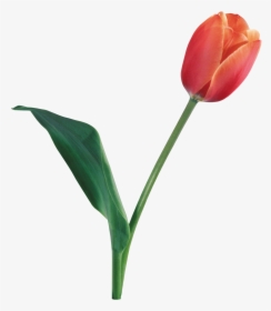 Tulip Png Image - Tulip Png, Transparent Png, Transparent PNG