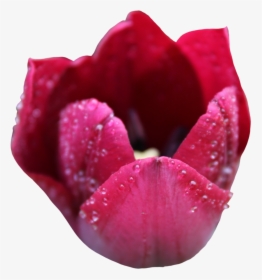 Tulipa Humilis, HD Png Download, Transparent PNG