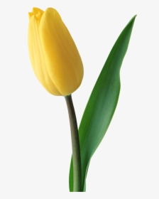 Tulips Are Red - Yellow Tulips Flower Png, Transparent Png, Transparent PNG