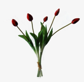 Red Tulip Png, Transparent Png, Transparent PNG