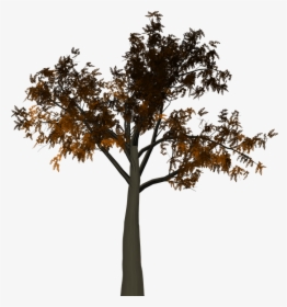 Tree, Leaves, Autumn, Fall, Branches, Isolated, Nature - Half Tree Png, Transparent Png, Transparent PNG